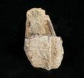 Triceratops Tooth With Partial Root - #4452-1